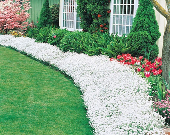 Snow in Summer Ground Cover 500 Seeds Single Mix Exotic Etsy