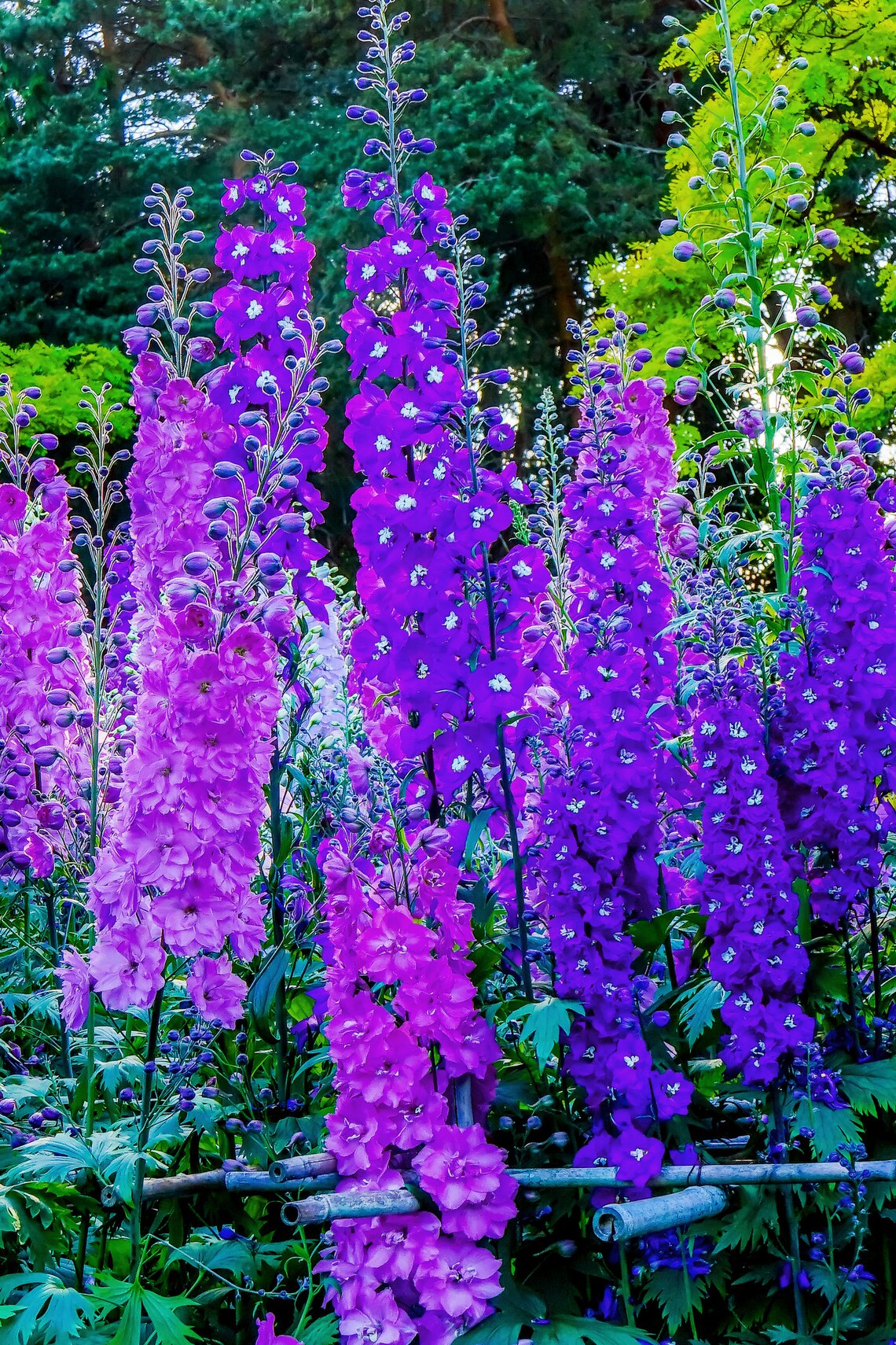 Larkspur Rocket Flower Seeds 100 Seeds Grow Stunning Etsy