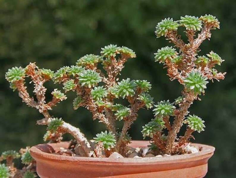 Joshua Tree Bonsai Seeds 10 Seeds to Grow Highly Prized Etsy