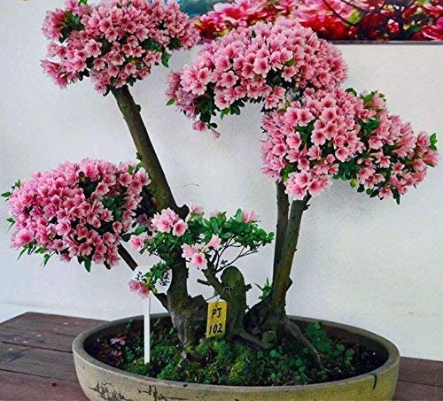 5Stk Japanische Sakura Blumen Samen Bonsai Baum Kirschblüten Pflanzen Decor  /h