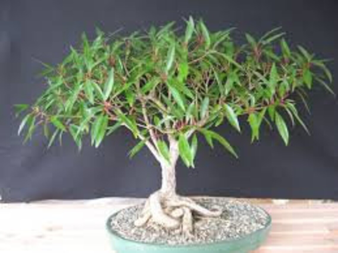 Bonsai Tree Globe Willow Tree Large Thick Trunk Cutting Etsy