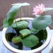 Bonsai Water lily Seeds - 10 Seeds - Flowering Water Bonsai with Lily Pad 