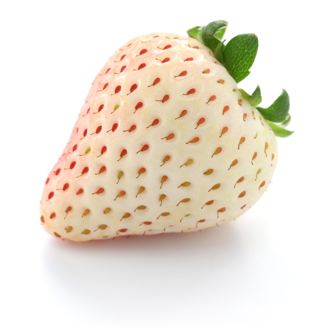 Everbearing White Strawberry Seeds 250 Seeds White Etsy