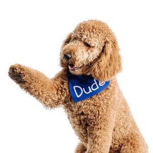 Puede incluir: Un perro caniche marr&oacute;n claro con un pa&ntilde;uelo azul con la palabra "Dude" impresa en blanco. El perro est&aacute; sentado en una superficie blanca y tiene la pata derecha levantada.