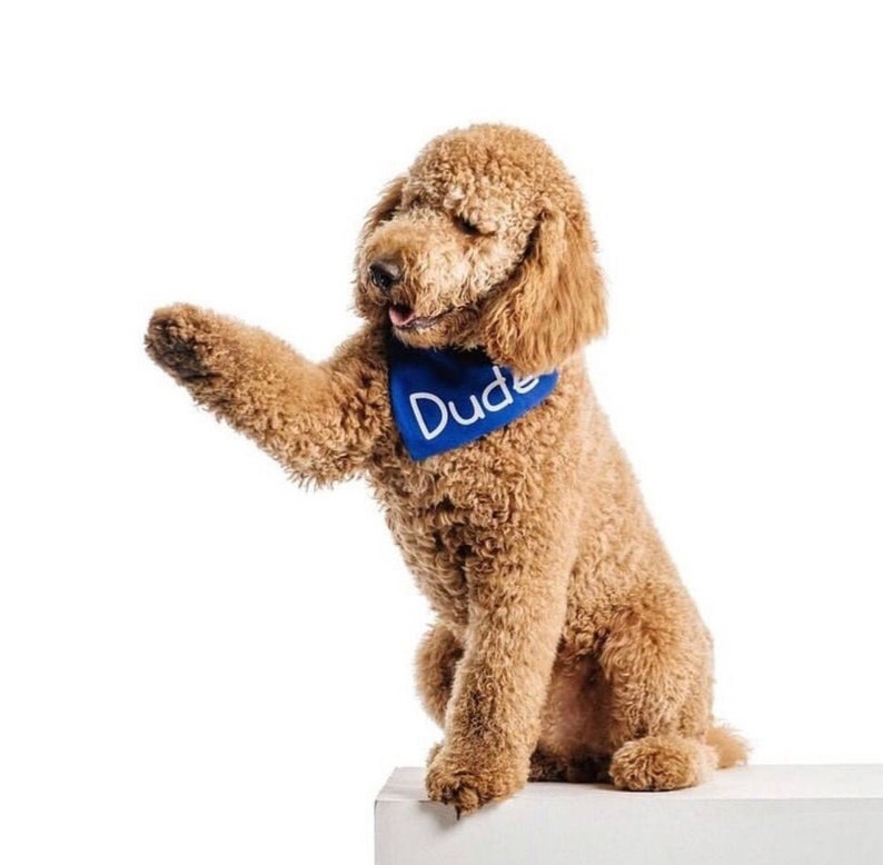 Puede incluir: Un perro caniche marr&oacute;n claro con un pa&ntilde;uelo azul con la palabra "Dude" impresa en blanco. El perro est&aacute; sentado en una superficie blanca y tiene la pata derecha levantada.