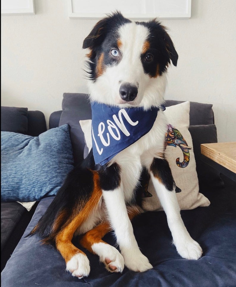 Puede incluir: Un perro pastor australiano negro, marr&oacute;n y blanco con un pa&ntilde;uelo azul marino con el nombre "Leon" escrito en blanco. El perro est&aacute; sentado en un sof&aacute; azul oscuro.
