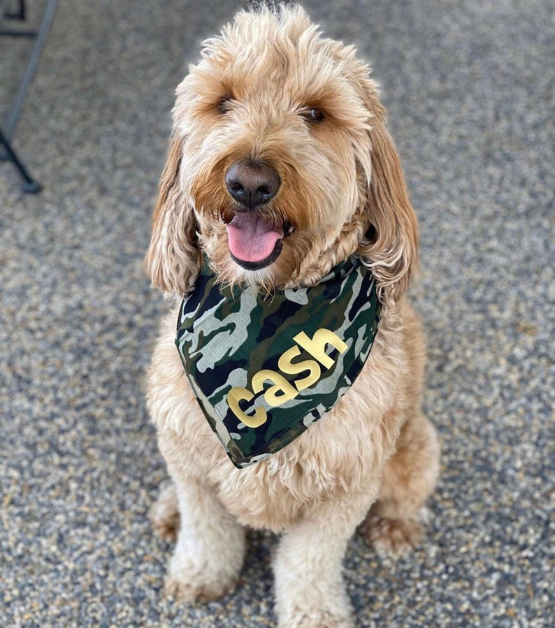 Puede incluir: Un perro marr&oacute;n claro con un pa&ntilde;uelo de camuflaje con el nombre "Cash" escrito en letras doradas.