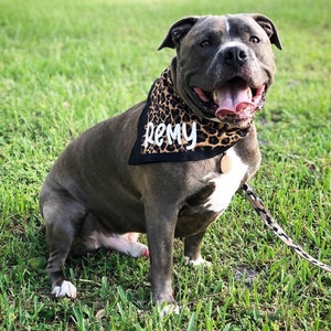Puede incluir: Un perro pit bull gris y blanco con un pa&ntilde;uelo negro con estampado de leopardo y el nombre "Remy" escrito en blanco. El perro est&aacute; sentado en la hierba verde.