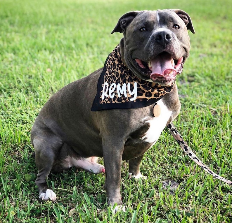 Puede incluir: Un perro pit bull gris y blanco con un pa&ntilde;uelo negro con estampado de leopardo y el nombre "Remy" escrito en blanco. El perro est&aacute; sentado en la hierba verde.