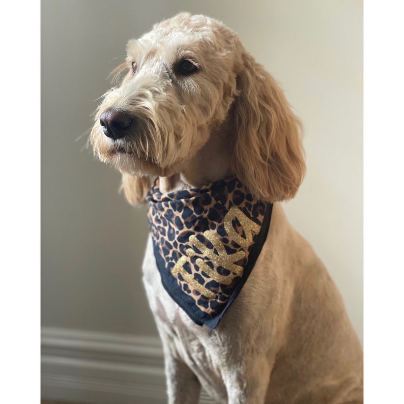Puede incluir: Un perro marr&oacute;n claro con un pa&ntilde;uelo de bandana de estampado de leopardo negro y marr&oacute;n con la palabra "TILLY" escrita en purpurina dorada.