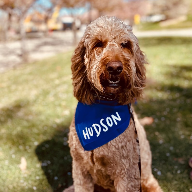 Puede incluir: Un perro marr&oacute;n y blanco con una bandana azul con el nombre "HUDSON" impreso en blanco.
