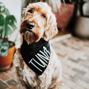 Puede incluir: Un perro marr&oacute;n claro con un pa&ntilde;uelo negro con el nombre "Tuna" escrito en blanco.