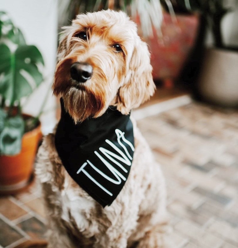 Puede incluir: Un perro marr&oacute;n claro con un pa&ntilde;uelo negro con el nombre "Tuna" escrito en blanco.