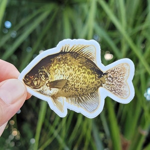 Funny Crappie Sticker | Crappie Decal | Crappie Fish | Crappie Fishing | Fish Decal | Fishing Sticker | Yeti Decal | Tumbler Decal