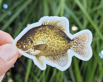 Funny Crappie Sticker | Crappie Decal | Crappie Fish | Crappie Fishing | Fish Decal | Fishing Sticker | Yeti Decal | Tumbler Decal