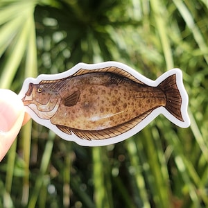 May include: A sticker featuring a detailed illustration of a flatfish, showcasing a mottled brown and tan pattern. The fish has a distinctive shape with a rounded body and a small tail fin. The sticker is on a white background.