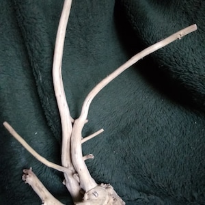 May include: A light brown, weathered, driftwood branch with a thick base and several smaller branches extending upwards. The branch is on a dark green, fuzzy surface.