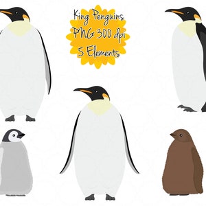 King Penguin Clipart | Penguin Clip Art | Penguin baby Graphic png | Penguin Printable | Instant Download | Digital Art | Cute Penguin Chick
