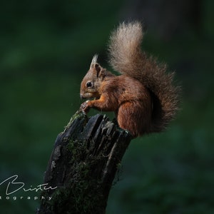 Red Squirrel... Print, Canvas or Wall Acrylic...