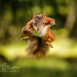 Ninja Squirrel... Print, Canvas or Wall Acrylic...