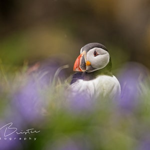 Spring Puffin... Print, Canvas or Wall Acrylic...