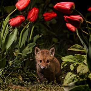 Midnight Cub... Druck, Leinwand oder Wandacryl...