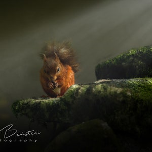 First Light... Print, Canvas or Wall Acrylic...
