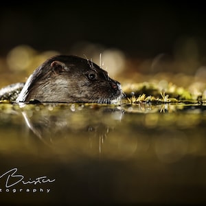 Night Visit. Otter... Print, Canvas or Wall Acrylic...