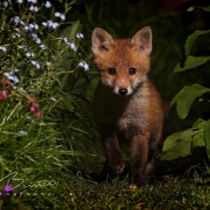 Little Red... Print, Canvas or Wall Acrylic...
