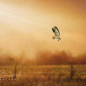 First Flight... Print, Canvas or Wall Acrylic...