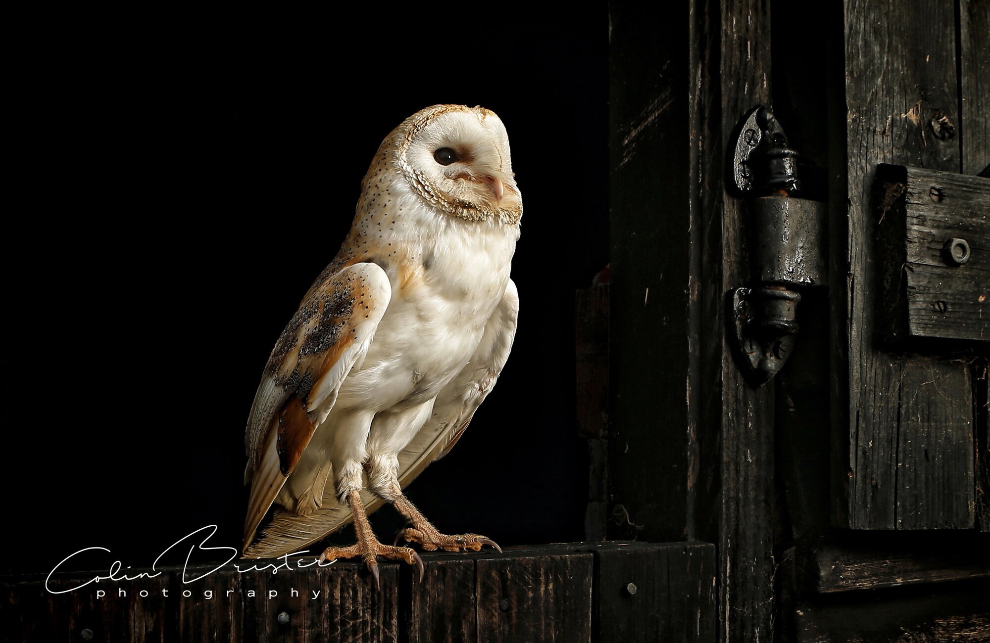 Barn Owl... Print, Canvas or Wall Acrylic...