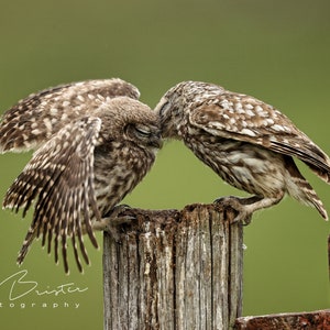 Parenting... Print, Canvas or Wall Acrylic...