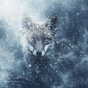 Blizzard... Print, Canvas or Wall Acrylic...