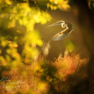 The Hunt... Print, Canvas or Wall Acrylic...