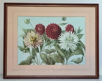 Aquarelle style botanique, dessin de fleurs Dalhias, signé F.B SHAW