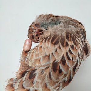 Edwardian milliner feather bent, padded, 1910&#39;s era