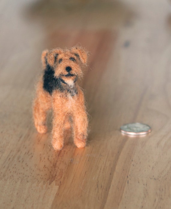 miniature lakeland terrier