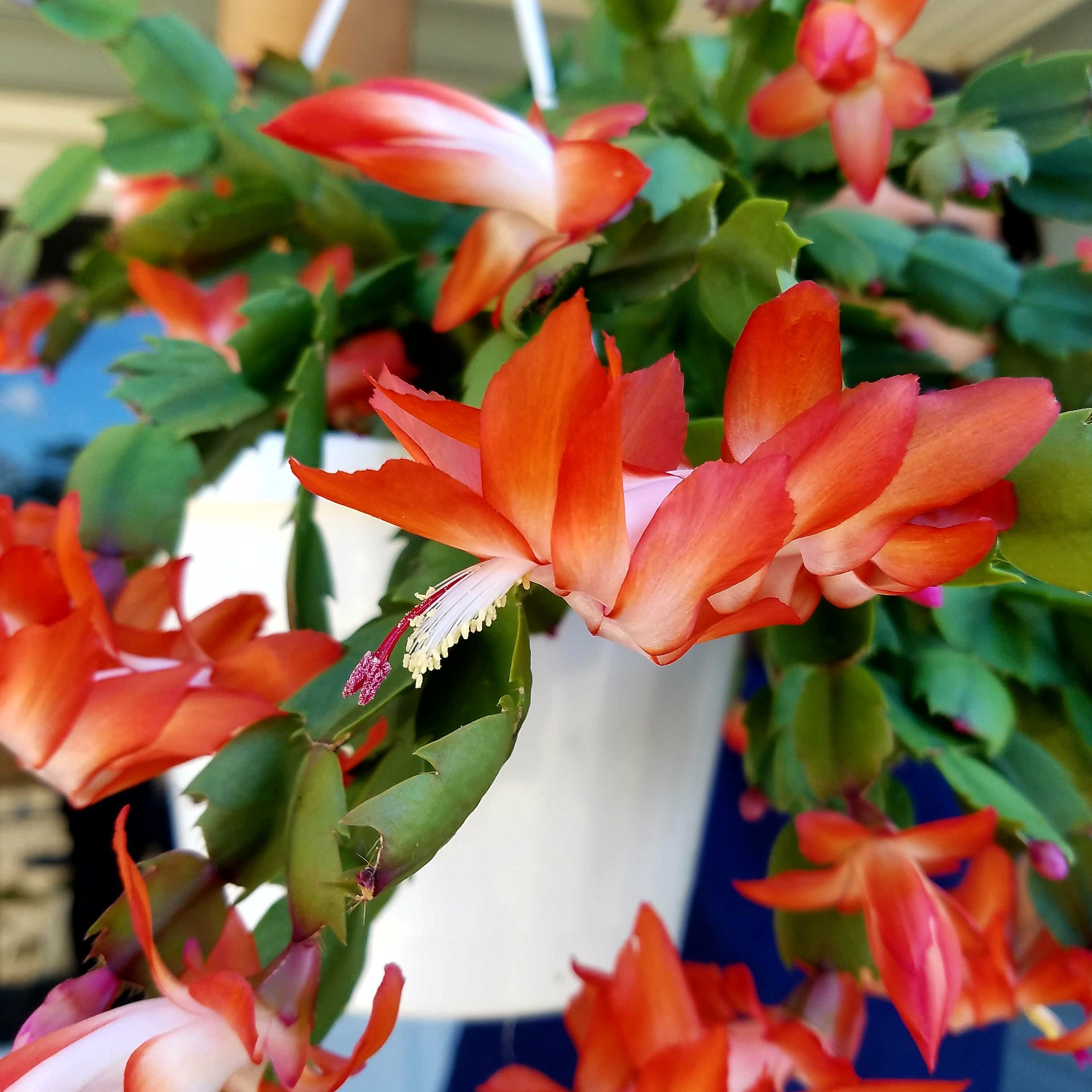 Schlumbergera Truncata Hybrid 'thor Alice' Orange Red Thanksgiving Cactus  Cuttings. - Etsy