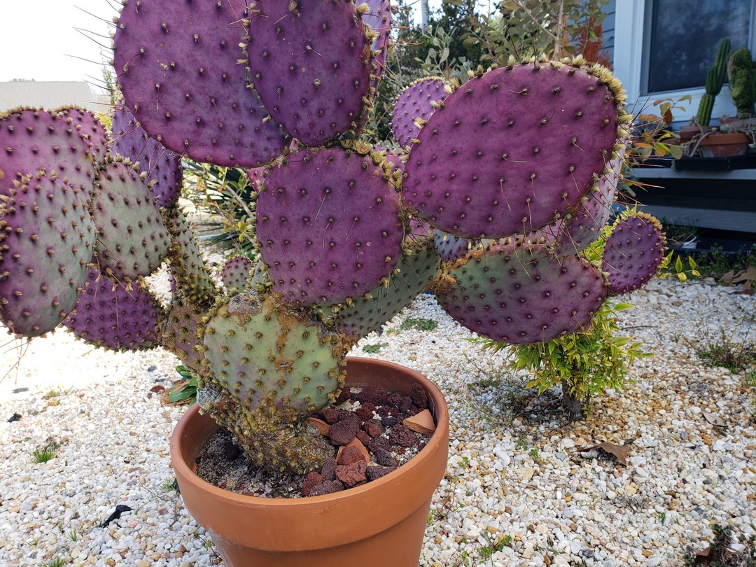 opuntia rufida purple オプンチア サボテン 多肉植物 ウチワ opuntia rufida purple オプンチア サボテン 多肉植物 ウチワ