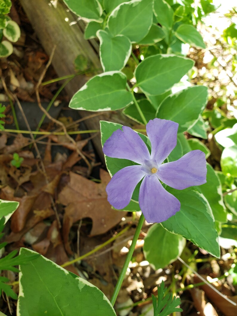 6 Variegated Periwinkle Cuttings. Vinca Variegata. Fast Etsy