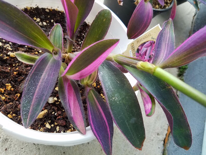 Variegated Purple Heart TWO Cuttings. Hot Pink