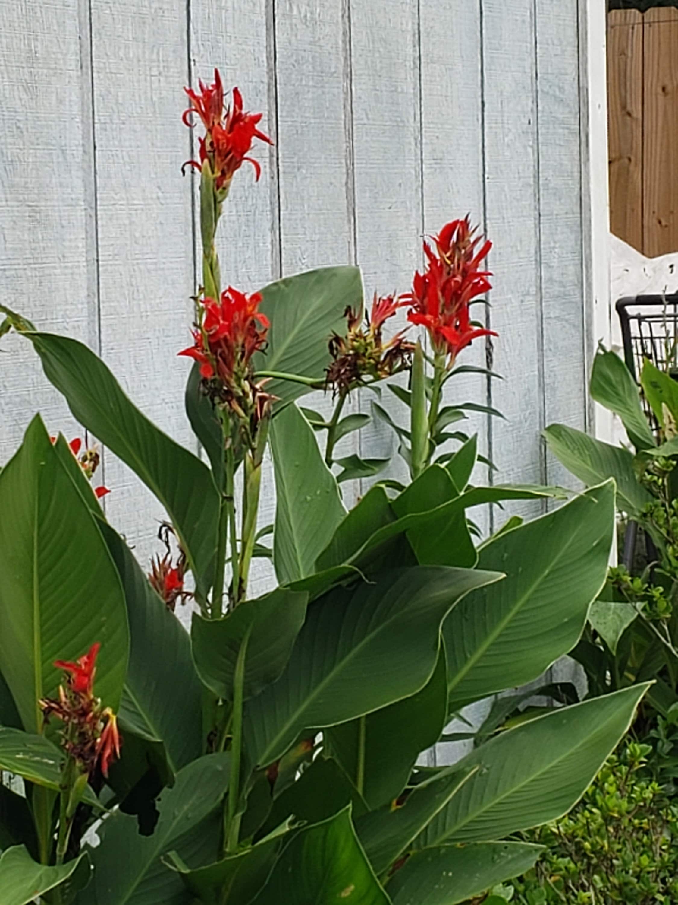 Gigante de larga duración flores rojas Canna Lily raíces Planta Perenne Jardin Tropical Casa y jardín ST2853558 Gigante de larga duración flores rojas Canna Lily raíces Planta Perenne Jardin Tropical Casa y jardín ST2853558