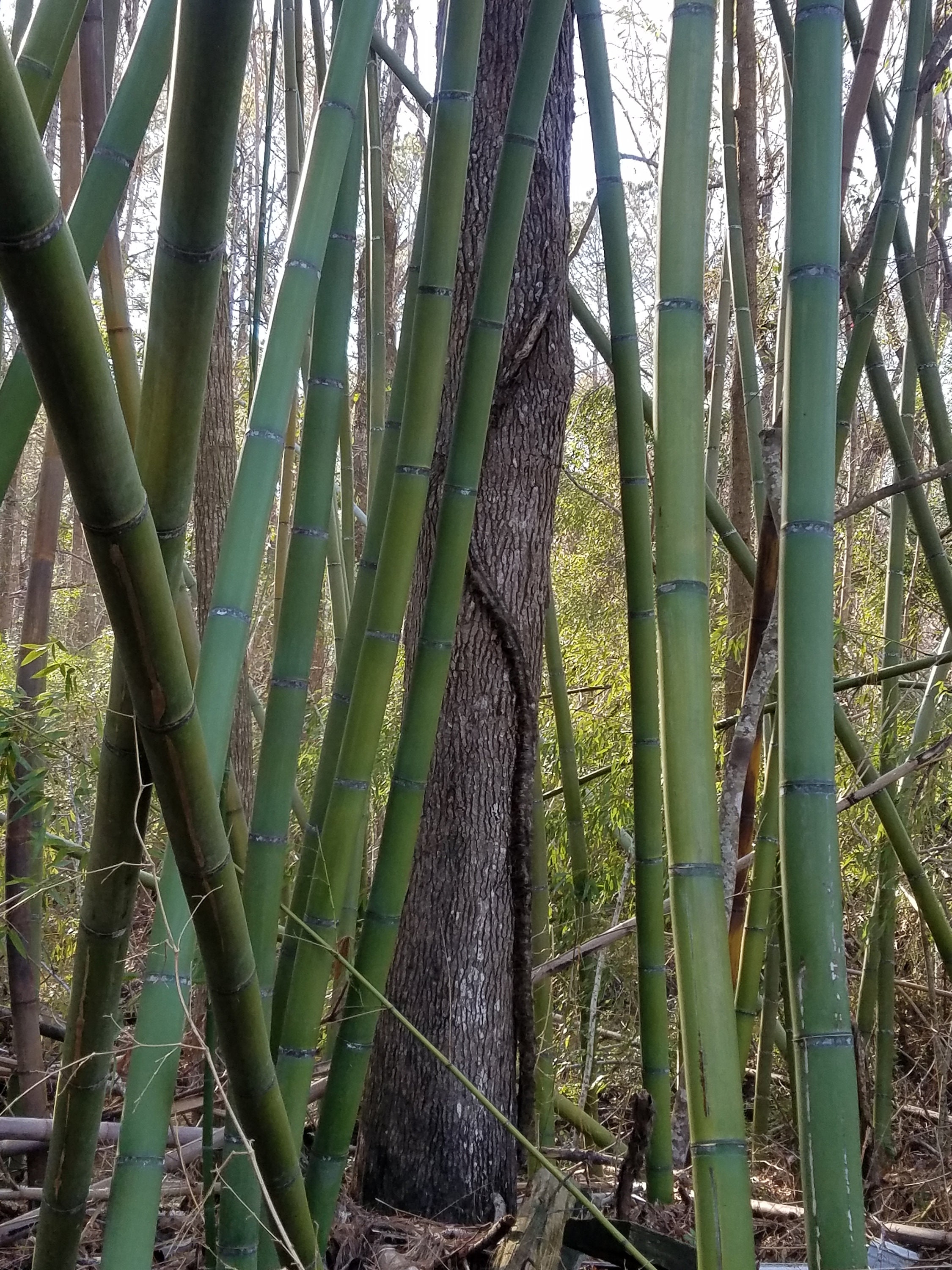 5-PACK Cold Hardy /'Giant Henon/' Blue Running Bamboo Rhizome FLOOD PREVENTION