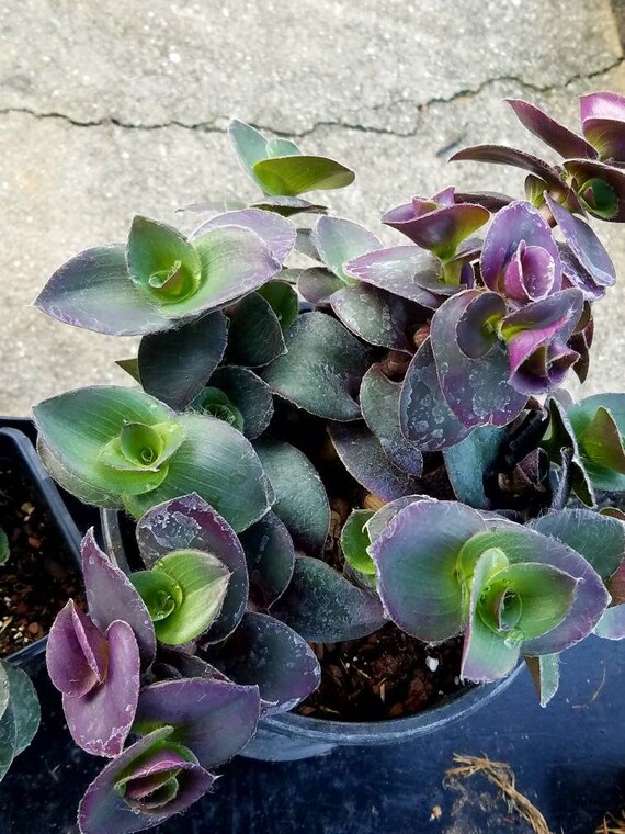 Rare Tradescantia Compacta Purple Queen Live Plant. Purple Etsy
