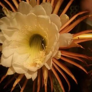 RARE Caribbean Selenicereus Grandiflorus. 4" Pot or Cutting. Night Blooming Vanilla Pipe Cactus. Tropical epiphyte. Read listing in full