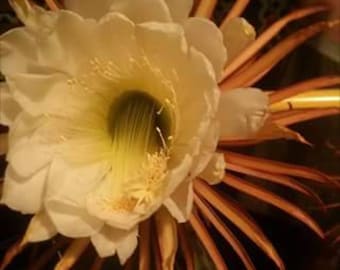 Selenicereus Grandiflorus del Caribe, una especie rara. Maceta de 10 cm o esqueje. Cactus pipa de vainilla de floración nocturna. Epífita tropical. Lea la descripción completa.