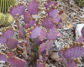 Rare Opuntia ' Pinta Rita' PURPLE PRICKLY PEAR with pink flower! Edible fruiting Cold Hardy Cactus Pad Cutting