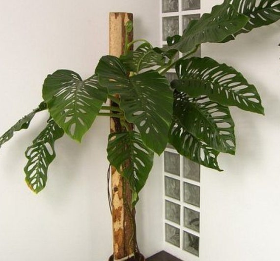 3 Monstera Adansonii Vine Two Unrooted Cuttings Split Leaf Etsy