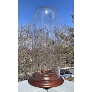 17&quot; Very LARGE Antique - Vintage Glass Cloche Dome Wooden Base Specimen Whimsy
