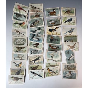 May include: A collection of vintage bird postcards. Each card features a different bird illustration, showcasing various species in their natural habitats. The cards are rectangular with a light-colored background and detailed, colorful artwork.